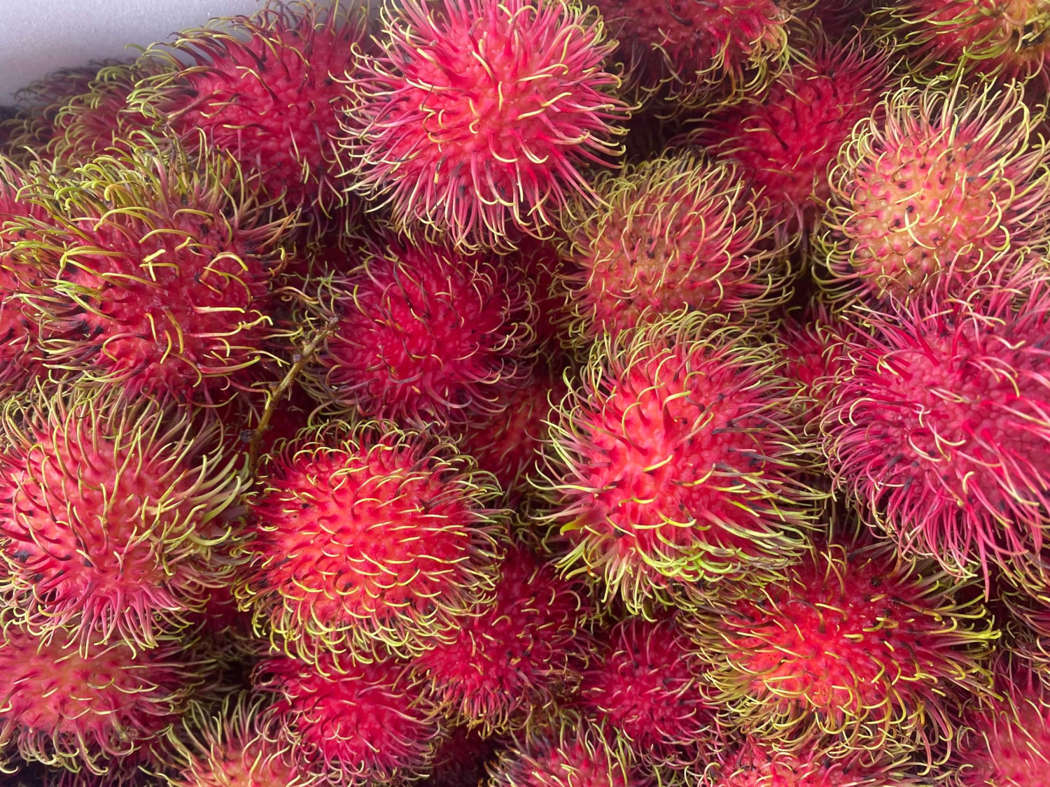 Chôm chôm 1kg
