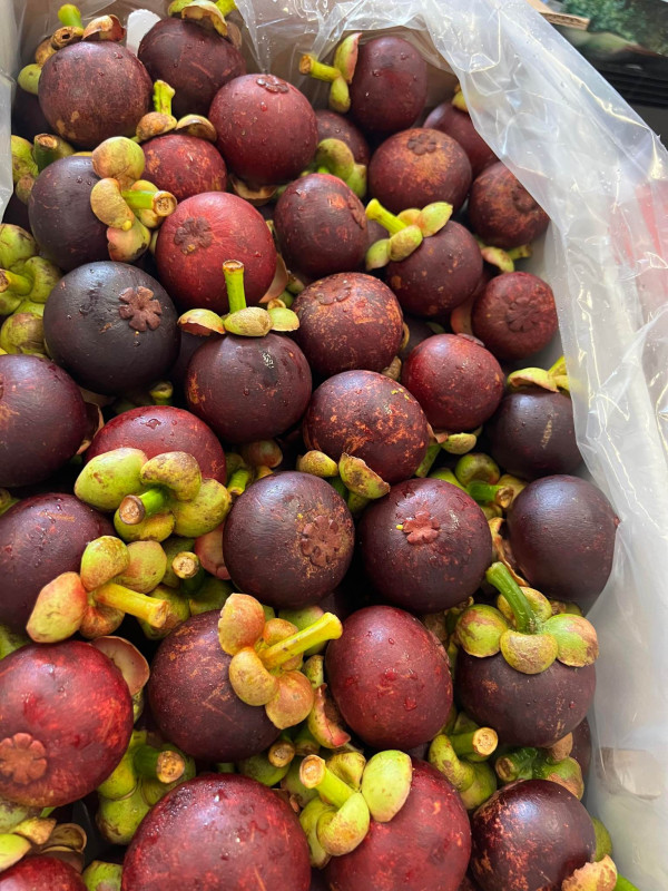 Nếp Cái Hoa Vàng 4$
