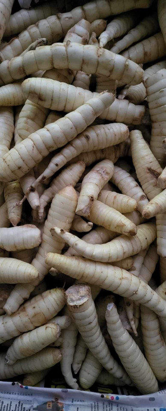 cá Thiều 16$