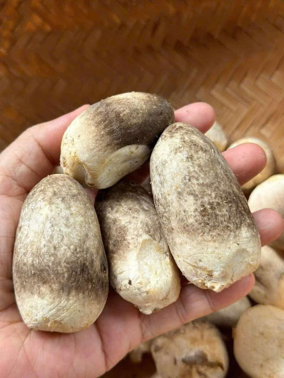 Nấm rơm 20$